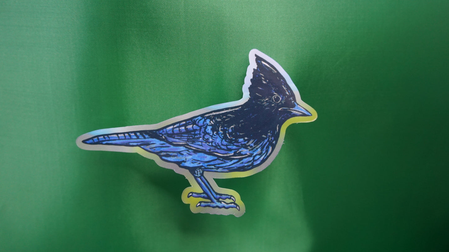 Steller's Jay - Cyanocitta stelleri - Fine Art Sticker - Various Sizes