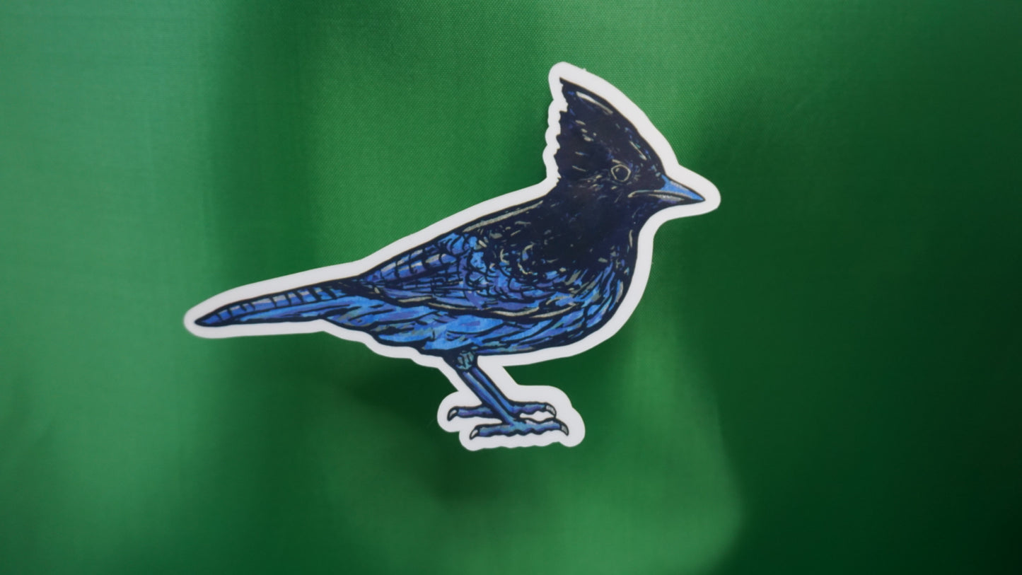 Steller's Jay - Cyanocitta stelleri - Fine Art Sticker - Various Sizes