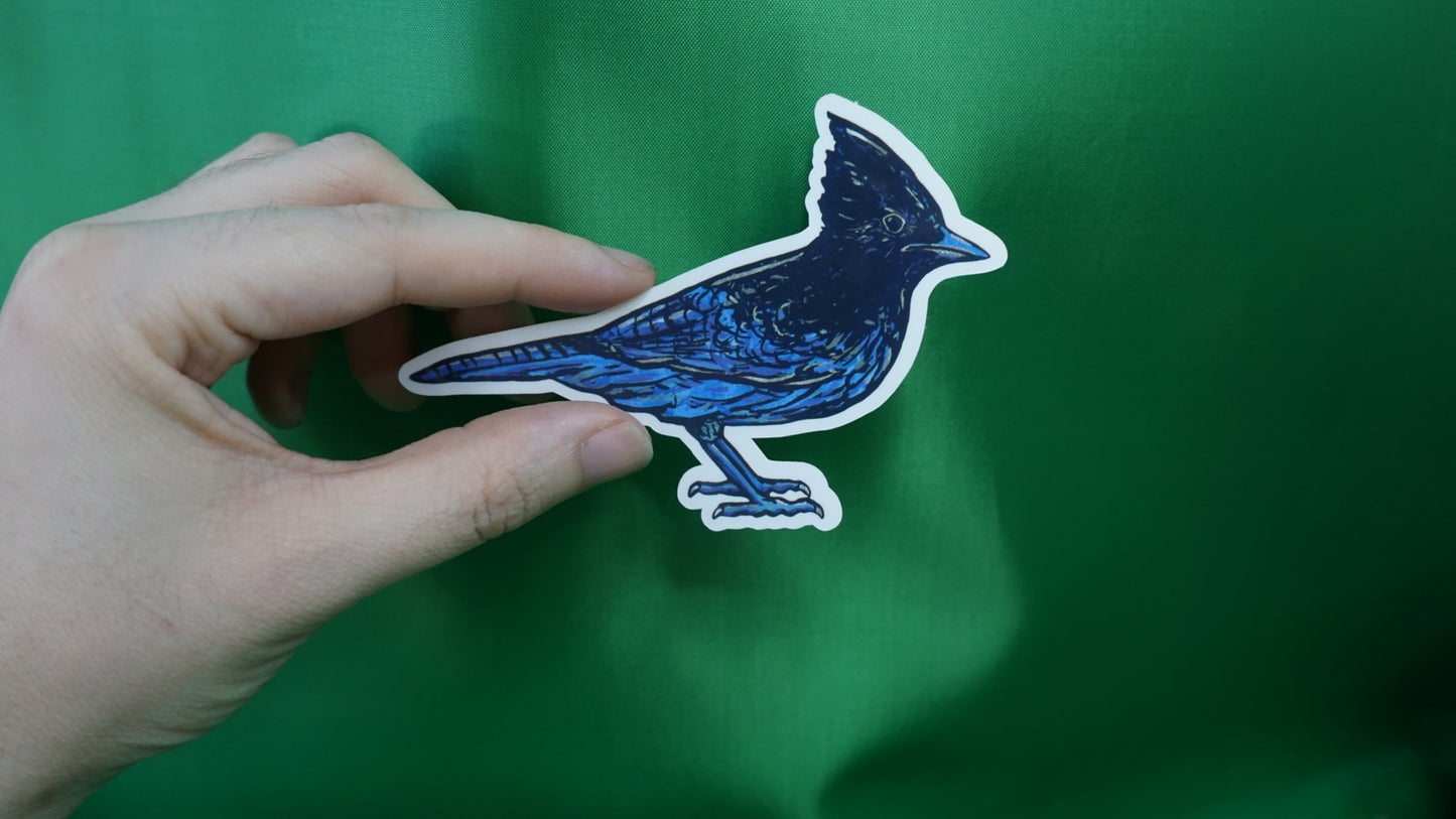 Steller's Jay - Cyanocitta stelleri - Fine Art Sticker - Various Sizes