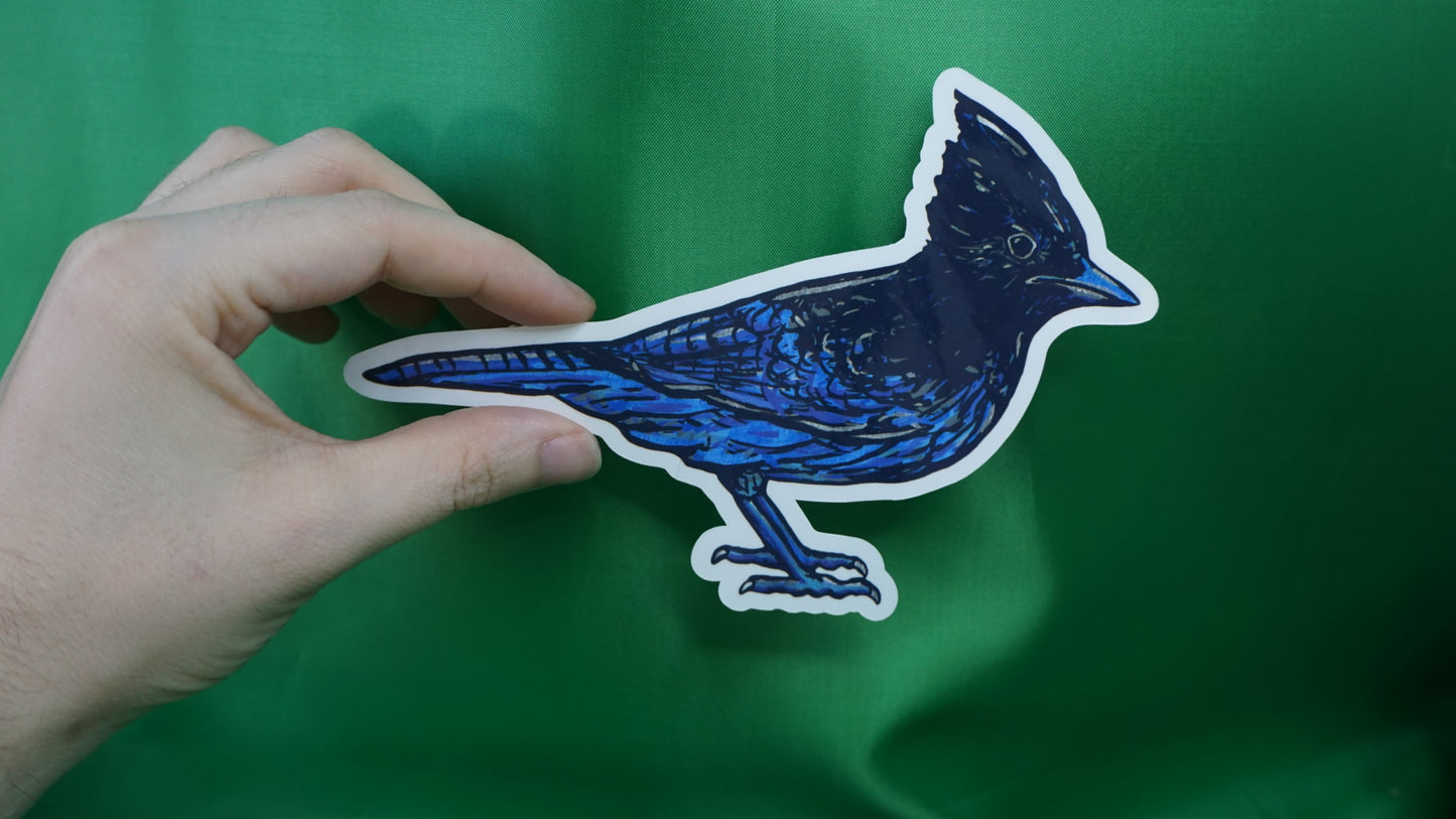 Steller's Jay - Cyanocitta stelleri - Fine Art Sticker - Various Sizes