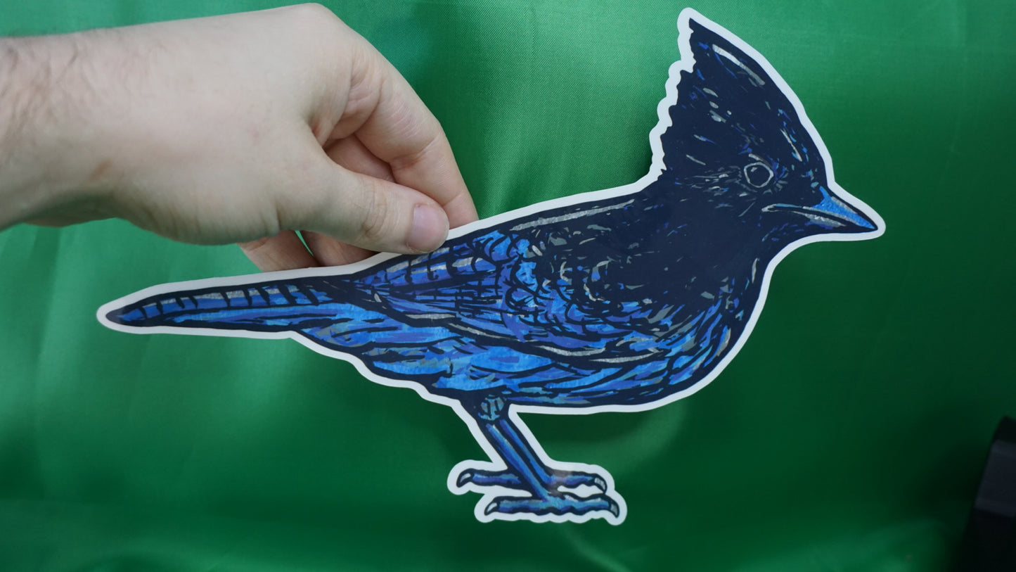 Steller's Jay - Cyanocitta stelleri - Fine Art Sticker - Various Sizes