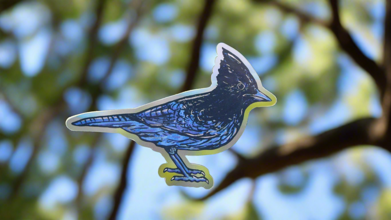 Steller's Jay - Cyanocitta stelleri - Fine Art Sticker - Various Sizes