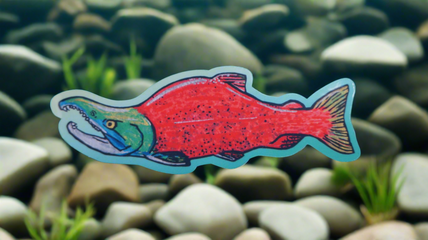 Sockeye Salmon - Oncorhynchus nerka - Fine Art Sticker - Various Sizes