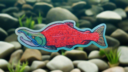 Sockeye Salmon - Oncorhynchus nerka - Fine Art Sticker - Various Sizes